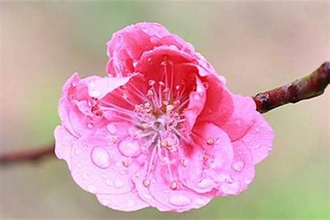 種桃花招桃花|輕鬆學會快速招桃花的秘訣！